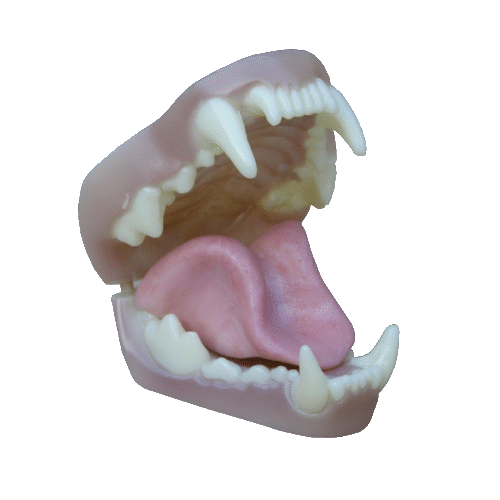 Jaws and tongues